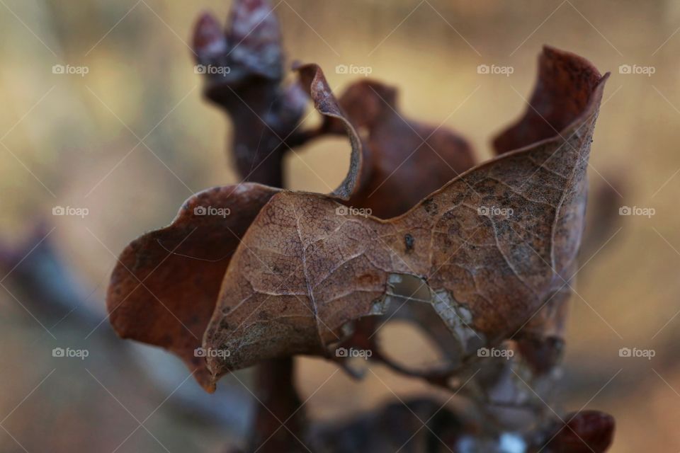 Autumn leaf