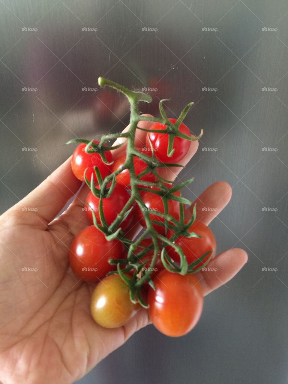 Tomato 