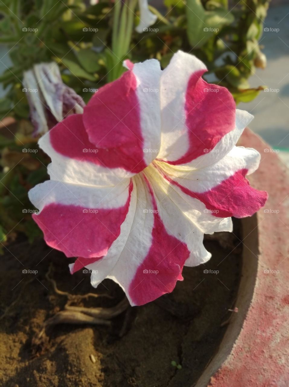pitunia white nd pink flower fresh seasonal looking very beautiful generally found everywhere