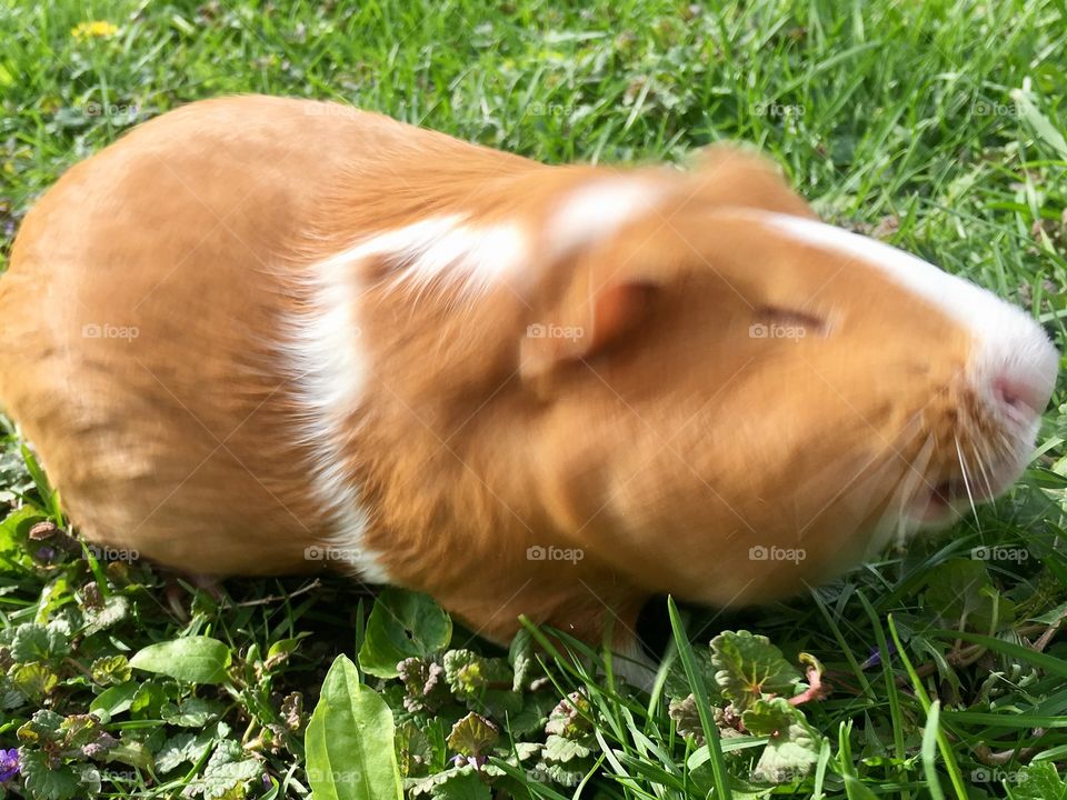 Pig in Action 