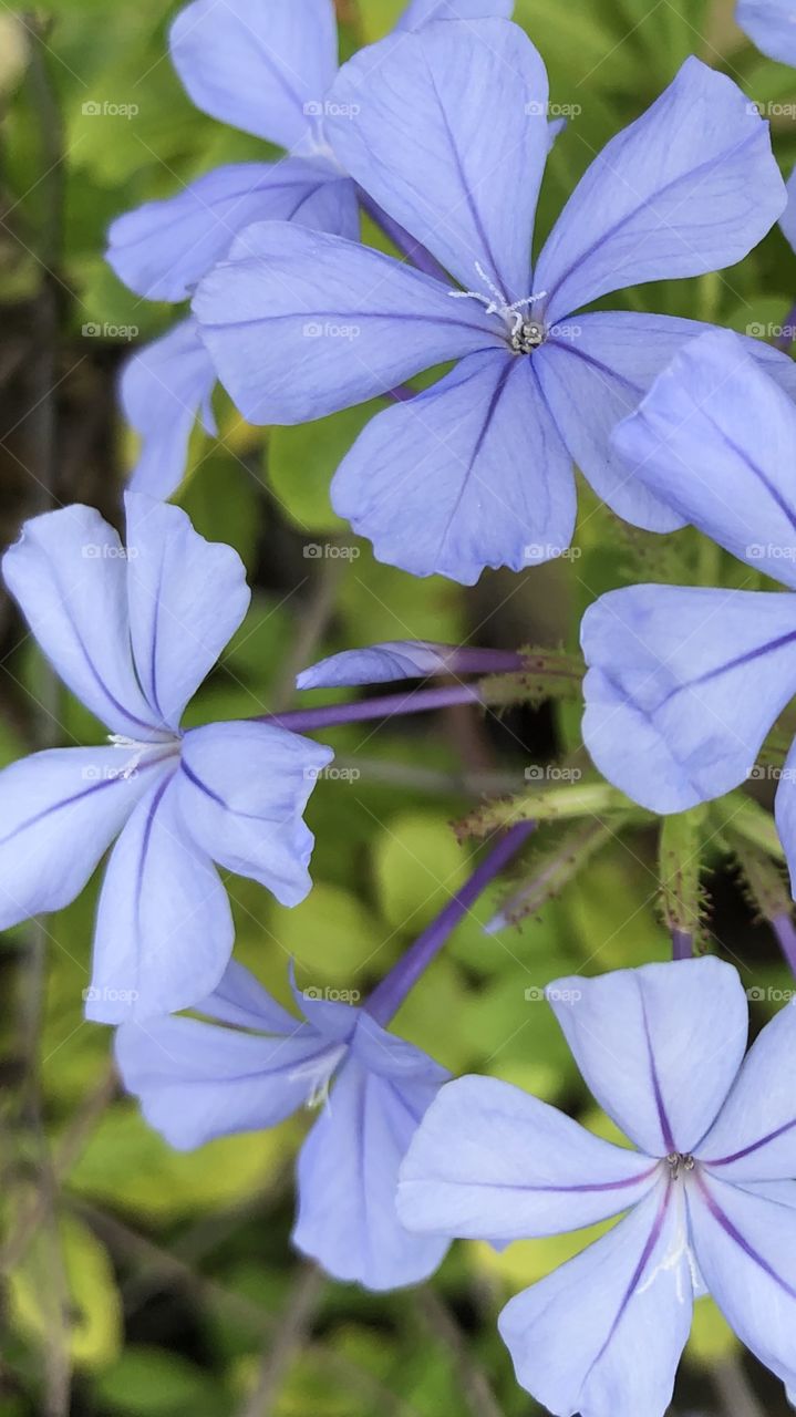 Caribbean Flowers