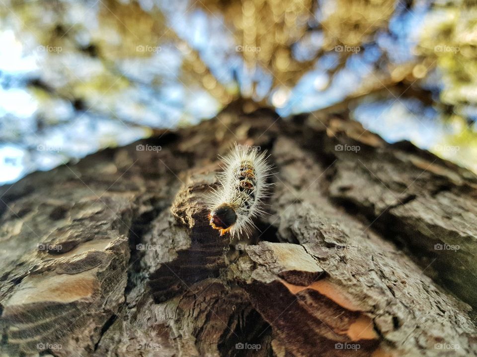 a Caterpillar on a tree