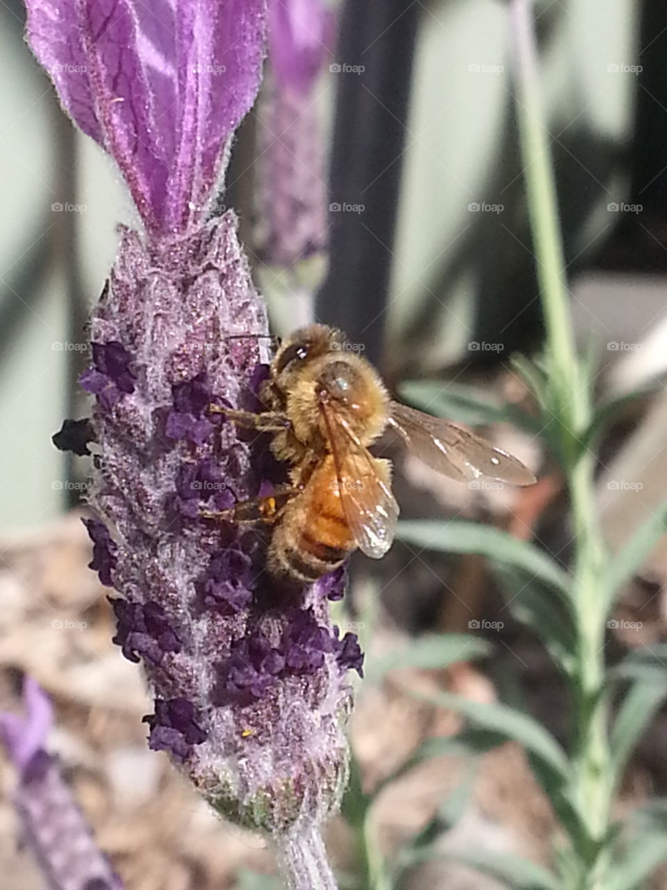 Lavender with a bee hard at work