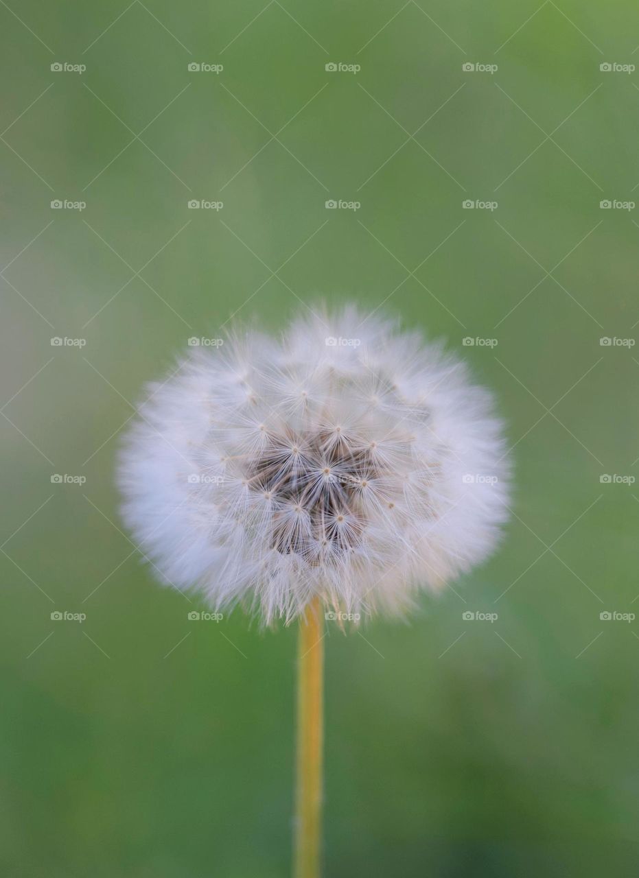 Dandelion 