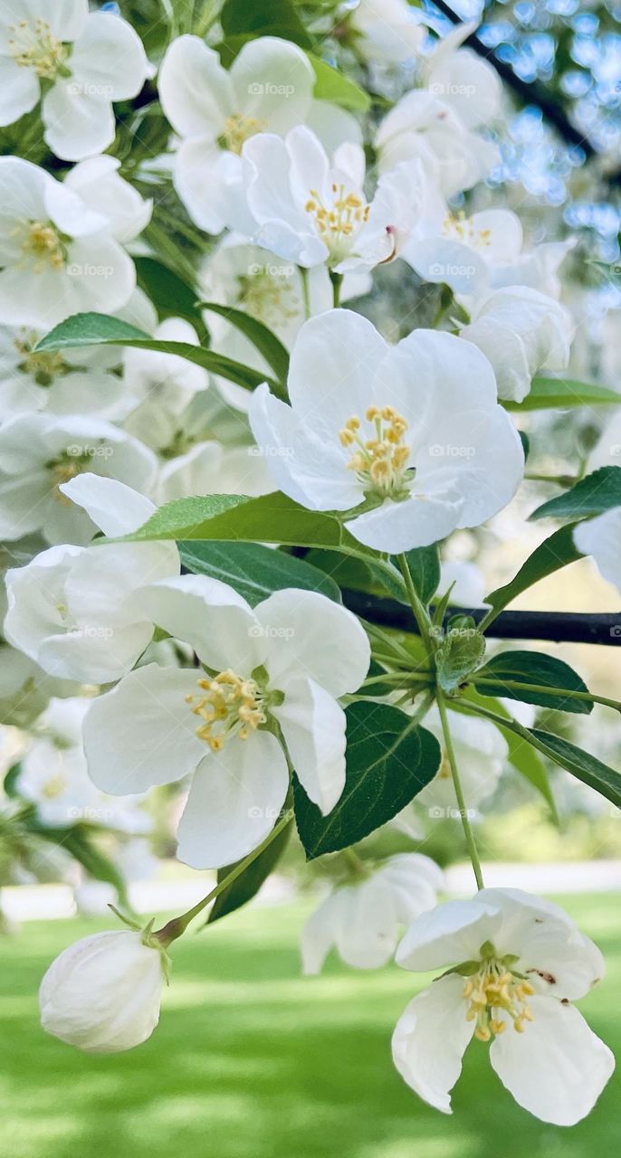 Delicate white crab apple blossoms in full bloom stand out vividly against deep green leaves and lush grass, capturing the fresh beauty of spring.