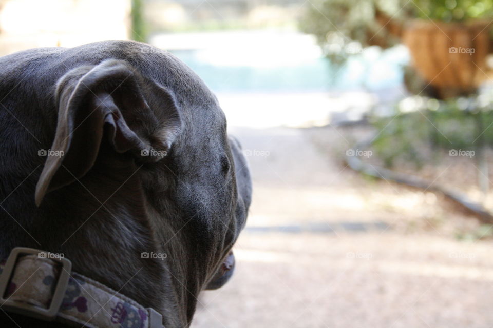 From the dawgs perspective