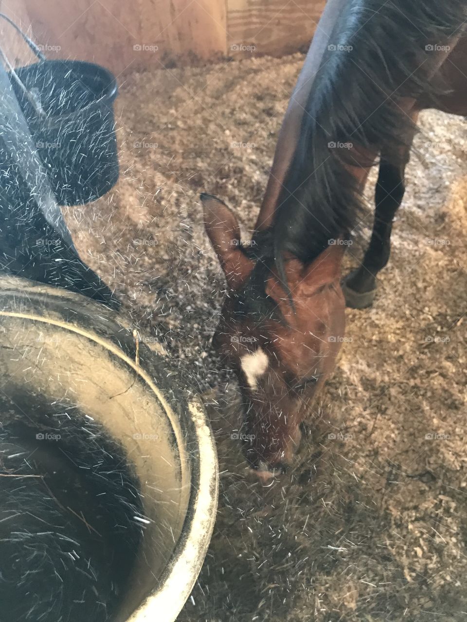 Zazu eating his hay