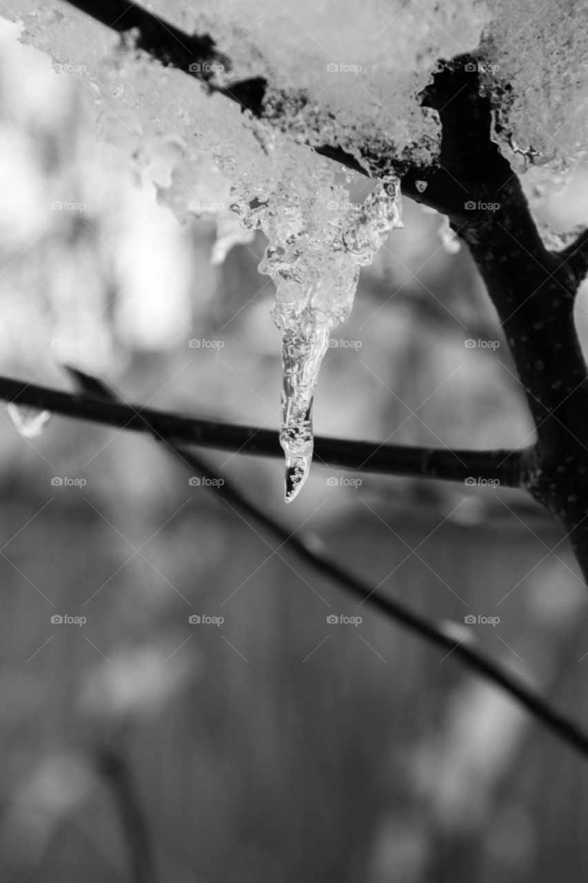 icicle shimmering on the birch tree branch on a cold November day