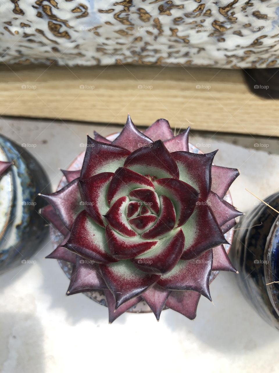 Echeveria orion 