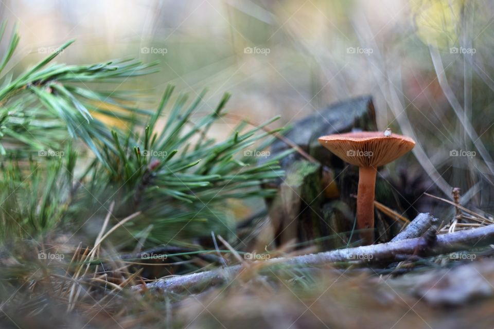 Mushroom in the forest