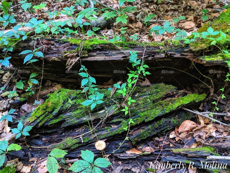 vines over log