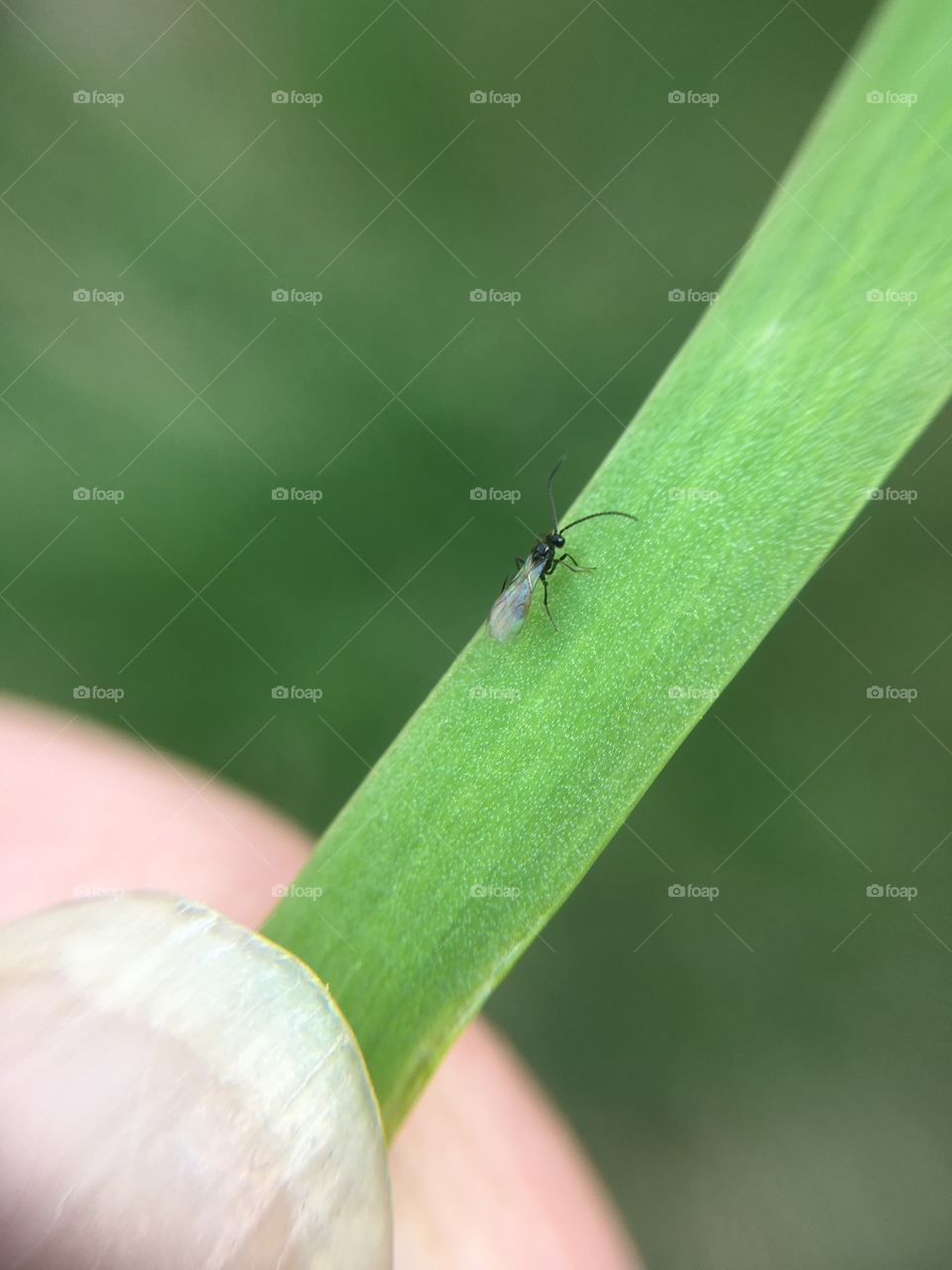 Tiny fly on blade of grass