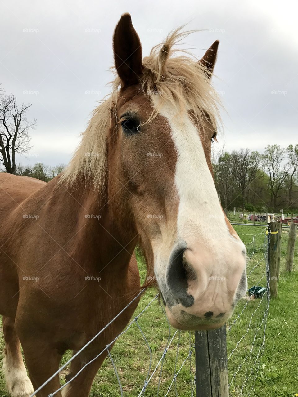 Draft horse 
