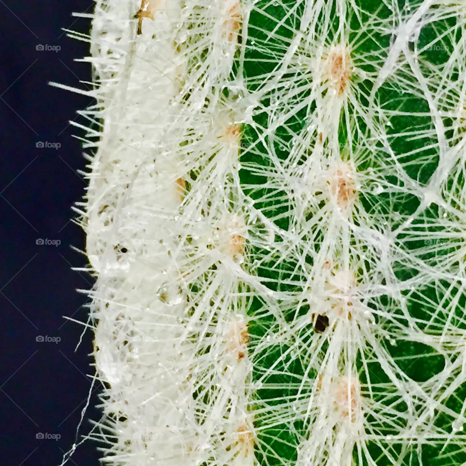 Cactus 