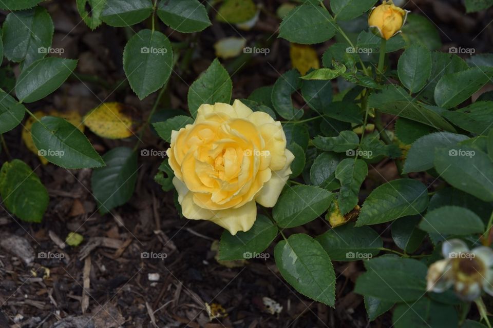 Yellow Rose at San Antonio Botanical Garden