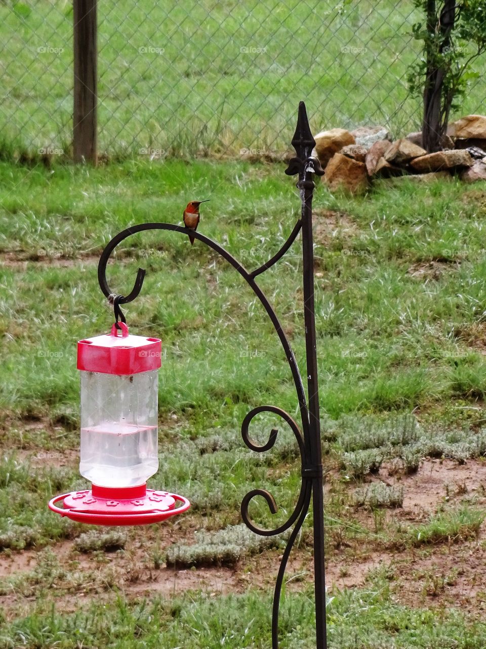 Hummingbird in the backyard