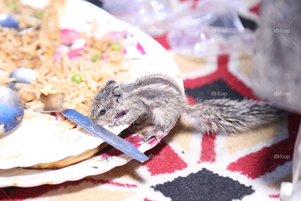 Squirrel eats food.