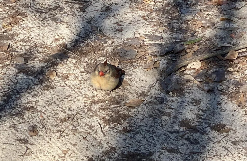 A bird that can’t fly 