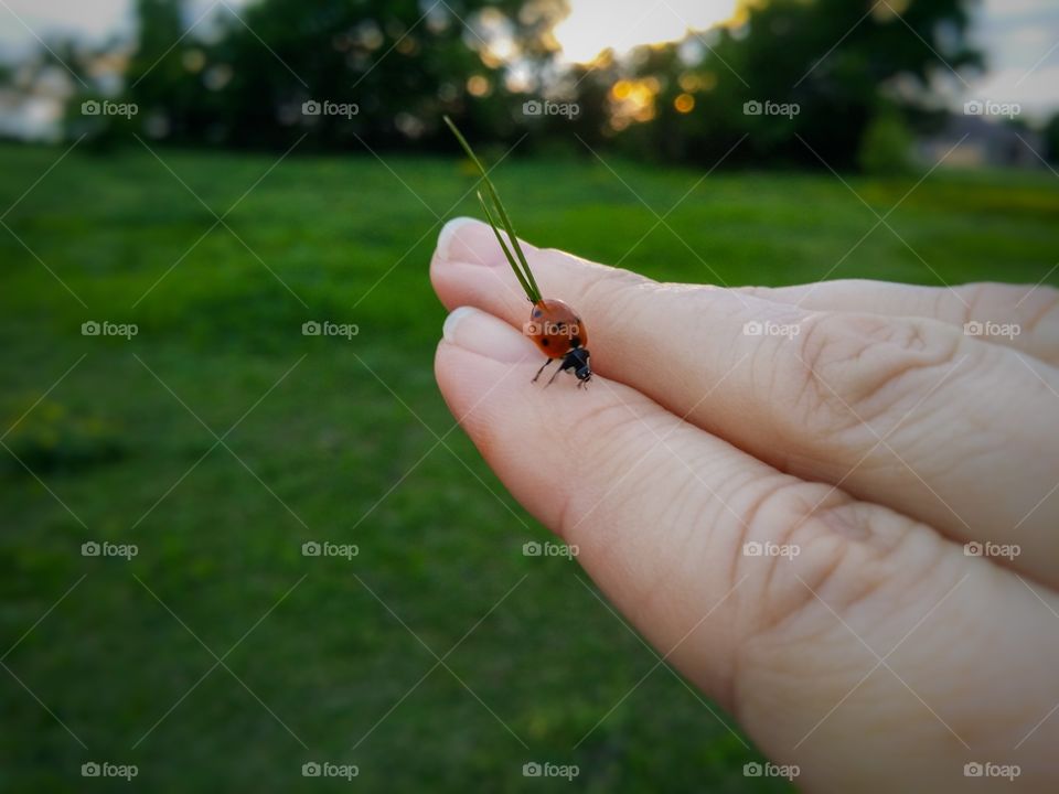 A Ladybug Crawling off a Blade of Grass onto a Woman's Fingers in a field of grass