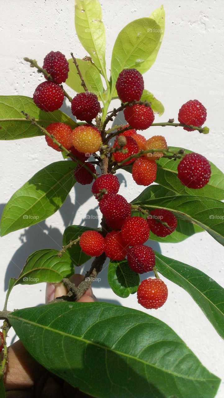 Wild Fruit 