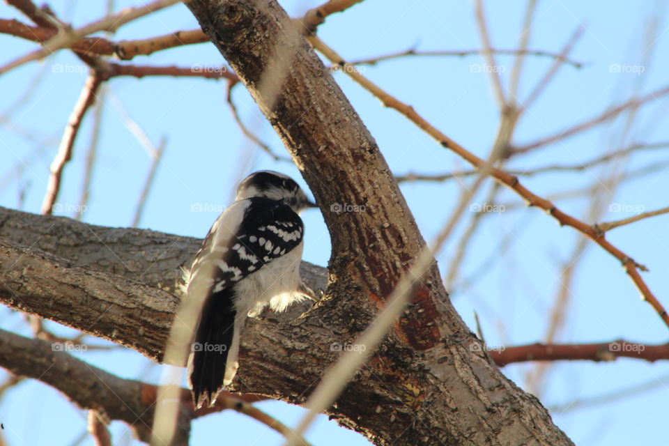 Female downy woodpecker (Eastern) on branch, side view, with blue sky