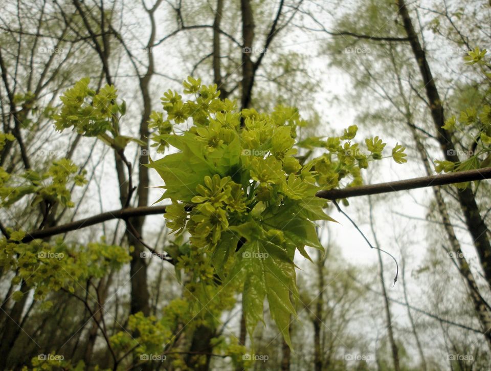 spring time young green leaves nature landscape