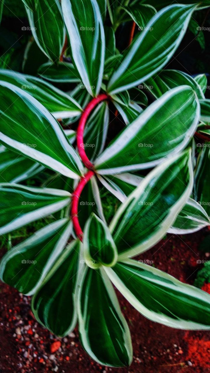 Cheilocostus speciosus is a medicinal plant belonging to the inventive tribe.