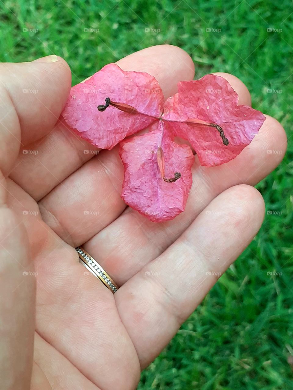 bougainvillea flower