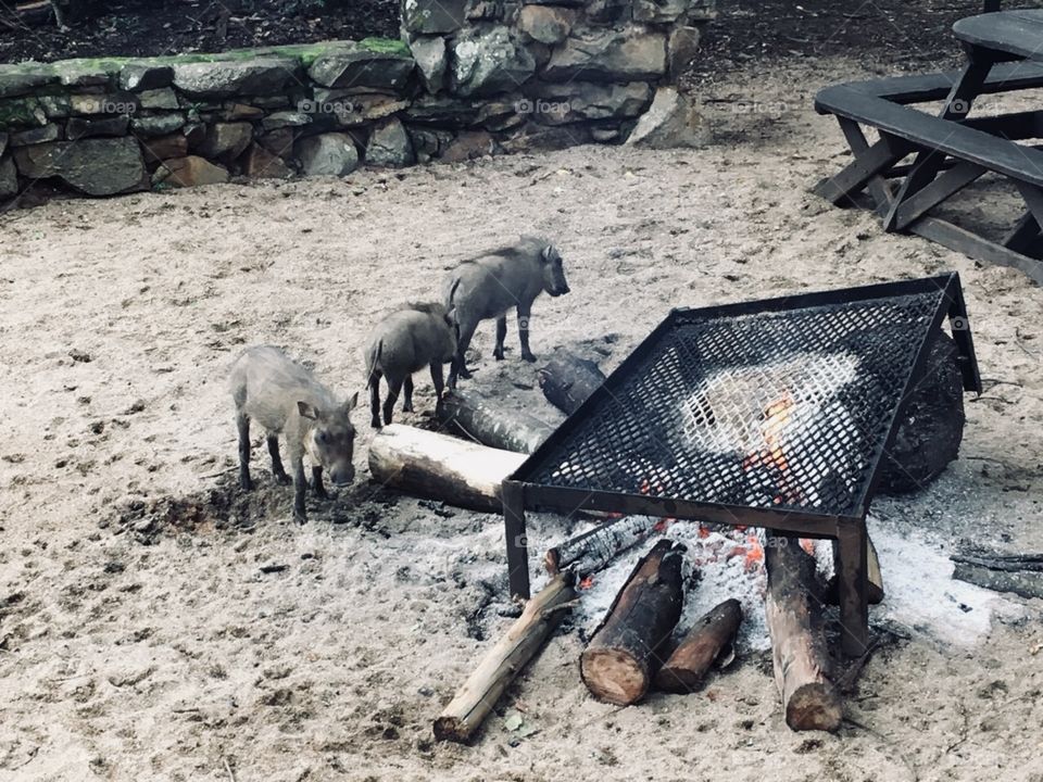 Warthogs scavenging 