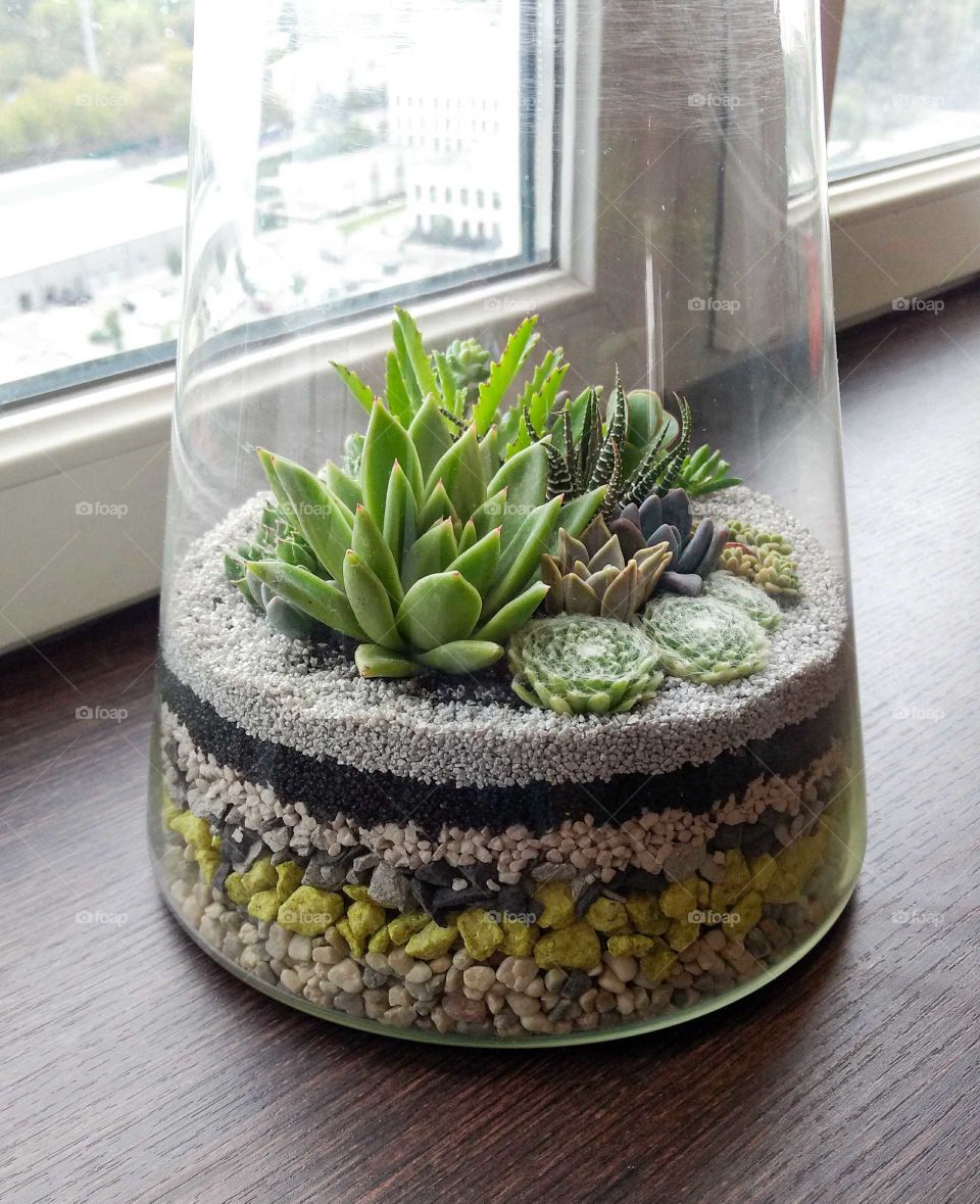The succulent terrarium