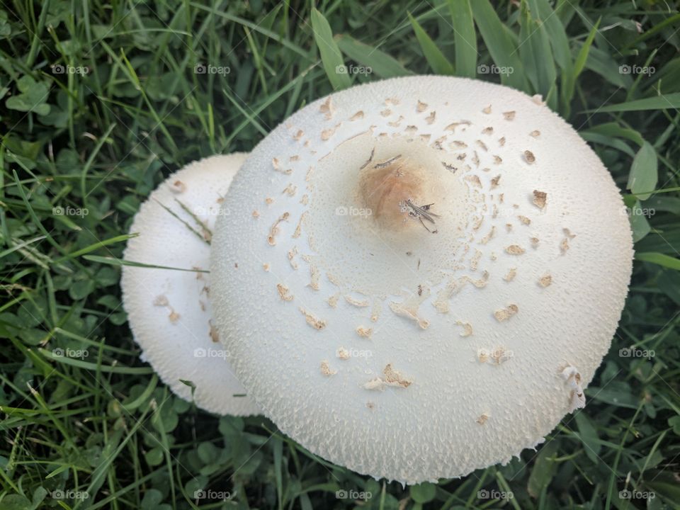 fall mushrooms