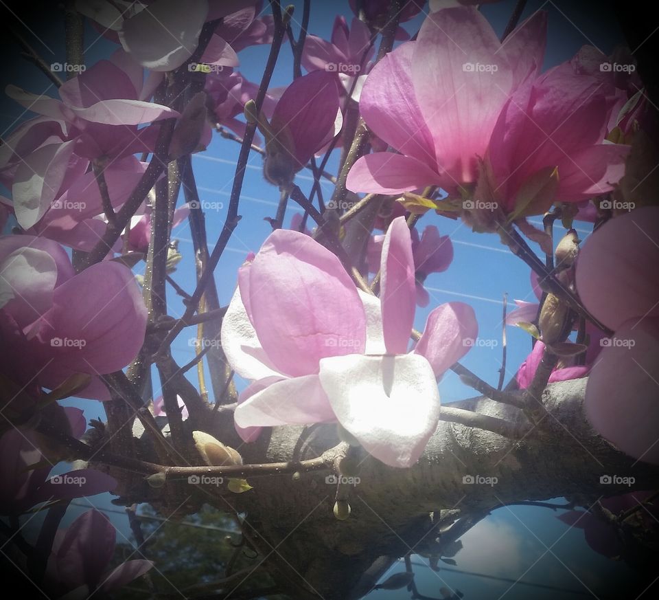 Tulip tree. Tulip tree