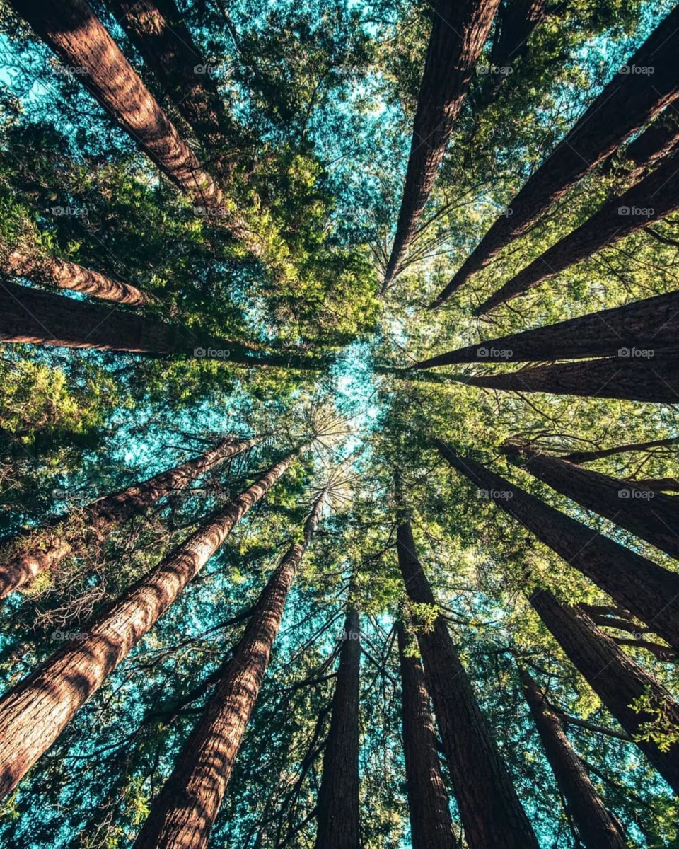 do you love timber?