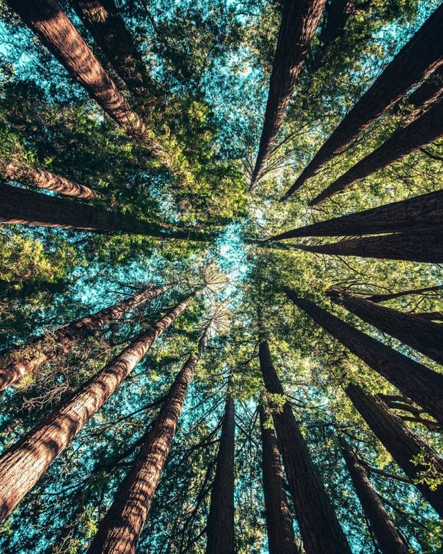 do you love timber?