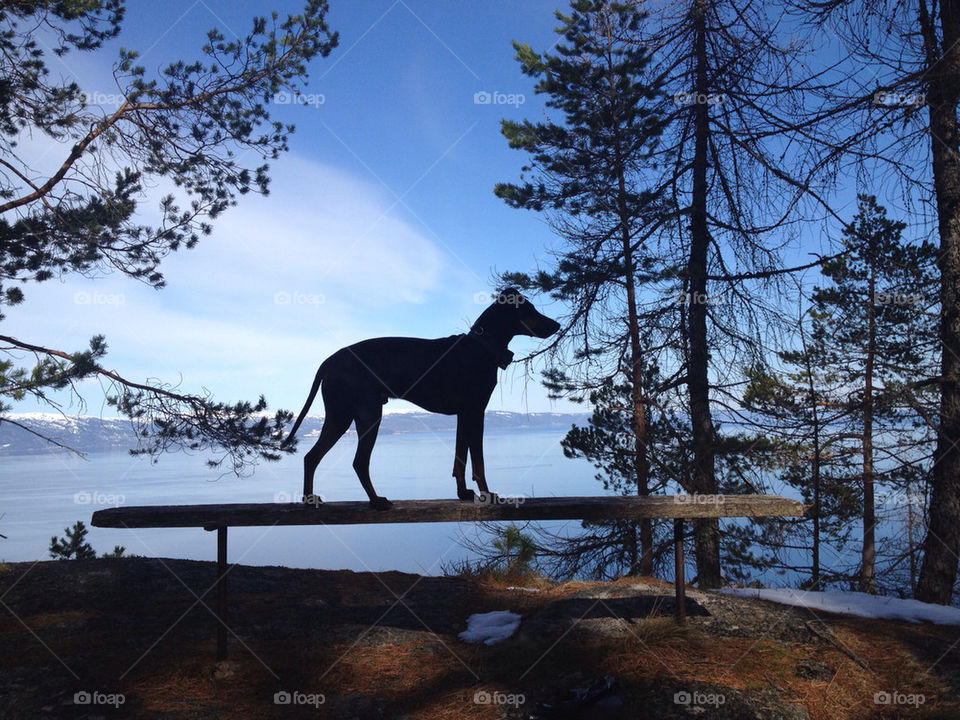 nature dog dogs trees by kaasarod