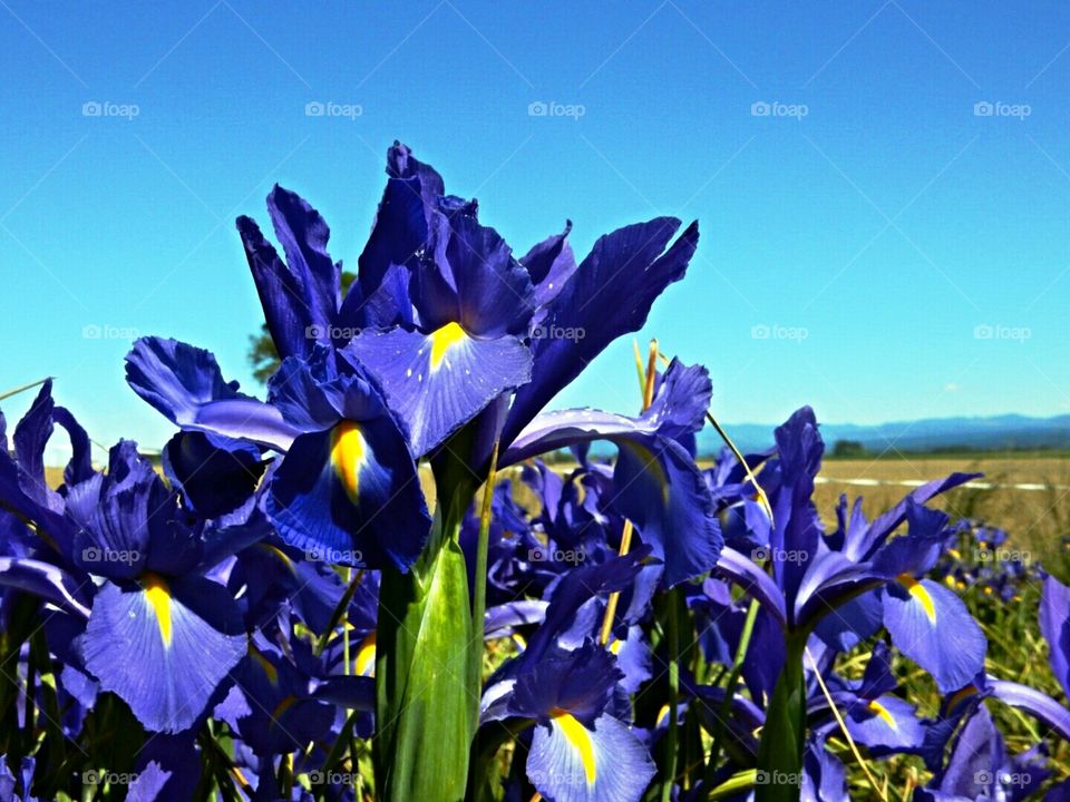 Tulip field's