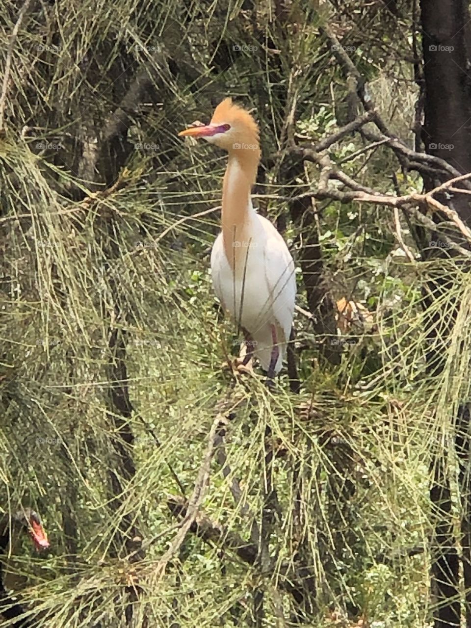 Cattle egret 
