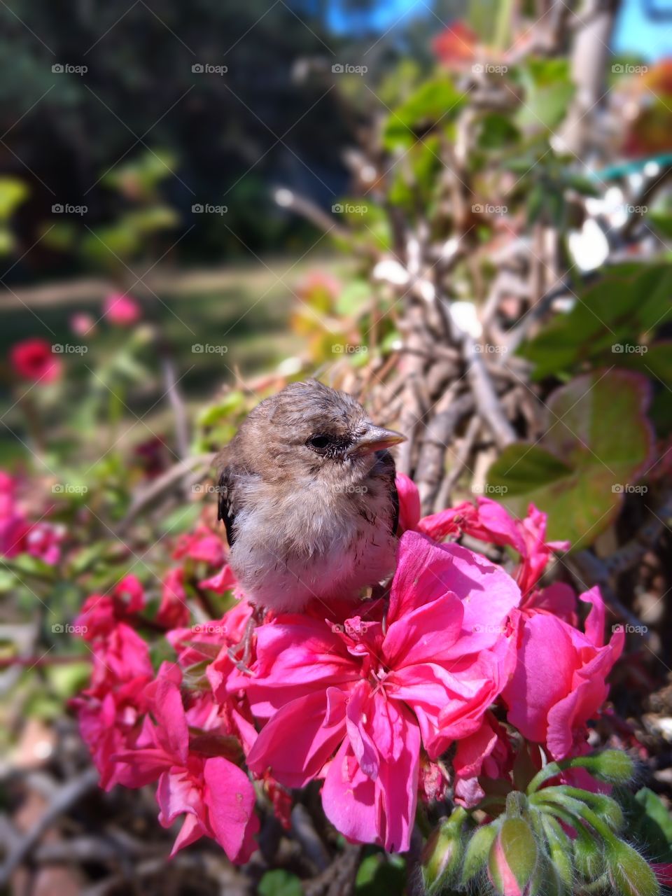 spring bird