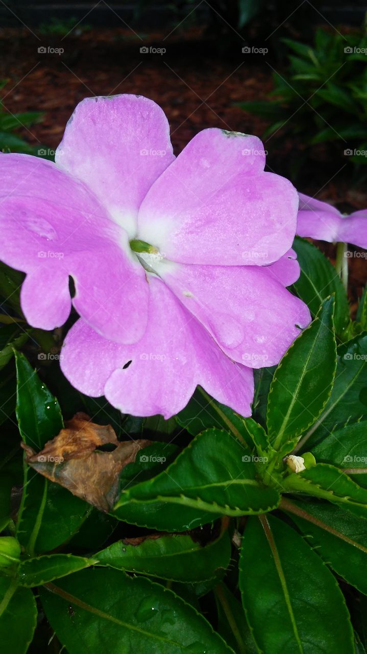 Nature, Flower, Flora, No Person, Garden