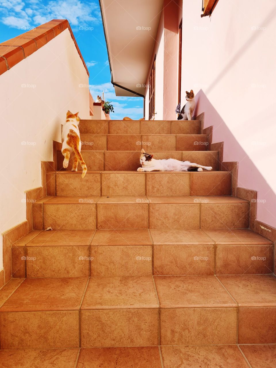 colony of cats goes down and up the stairs of the house