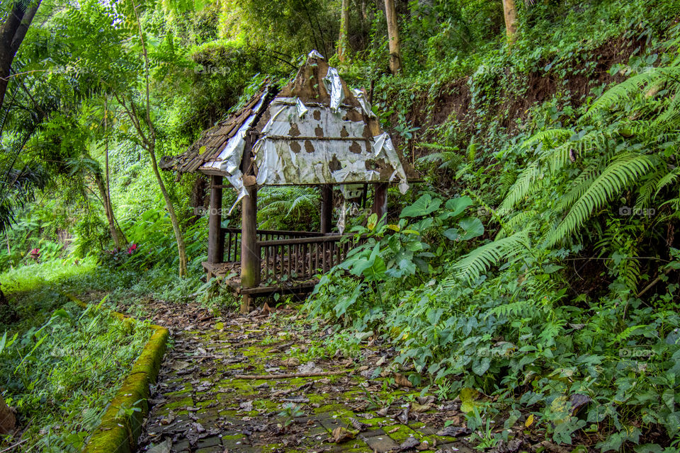 landscape at the forest