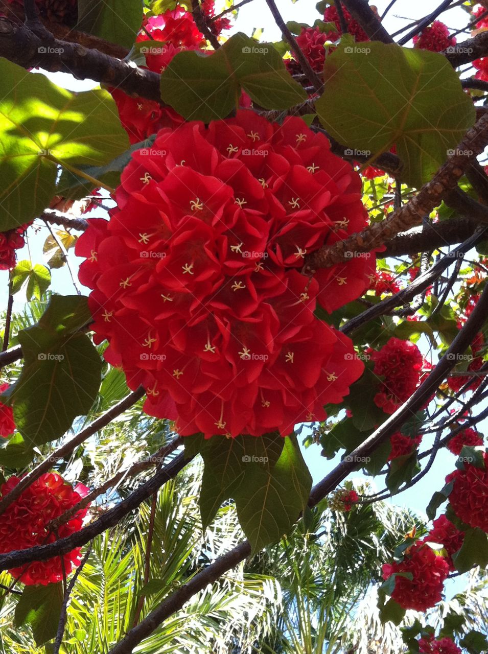 Beautiful Red Flower. Tree of Beauty