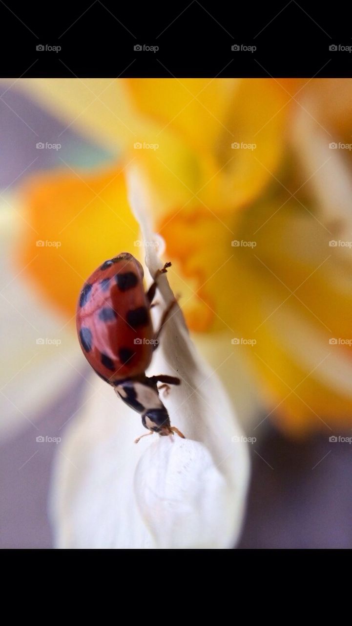 Ladybug6