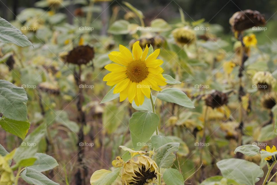 High angle view of sunflower