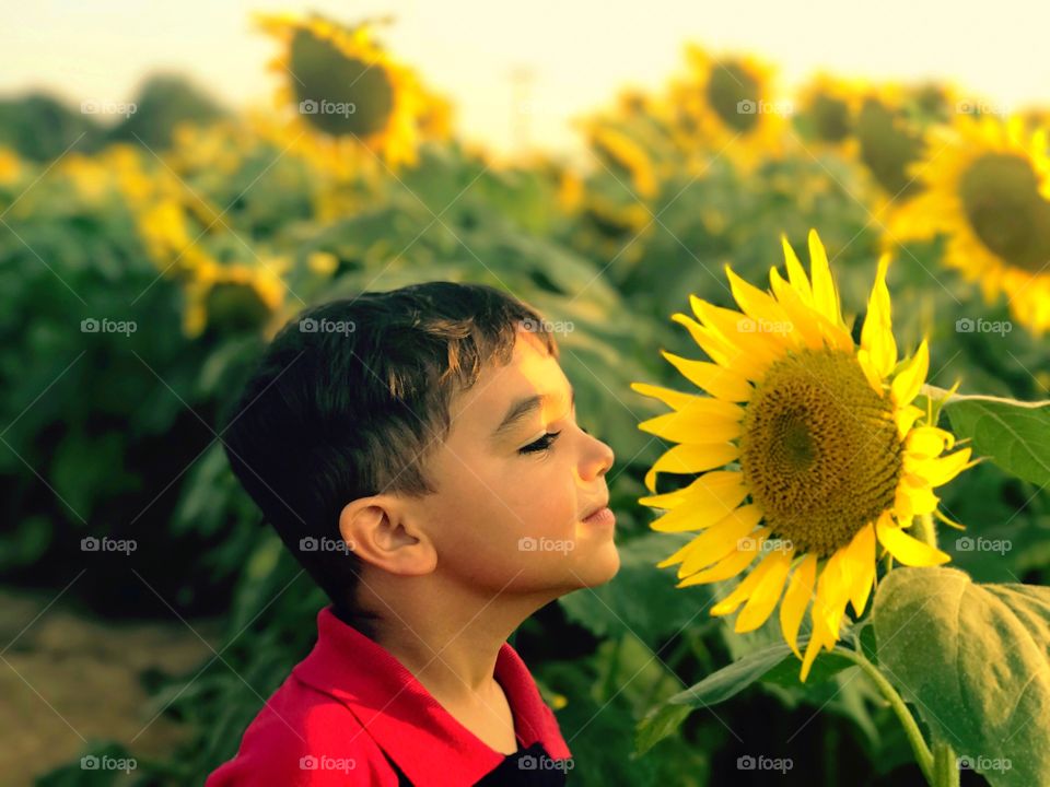 Little boy basking in the sunlit glow of a sunflower 