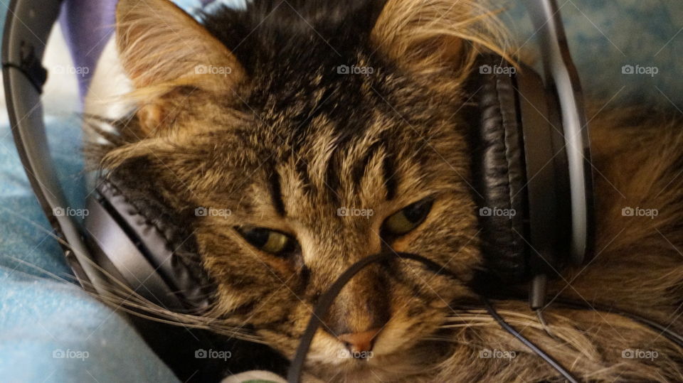 cat headphones. animals