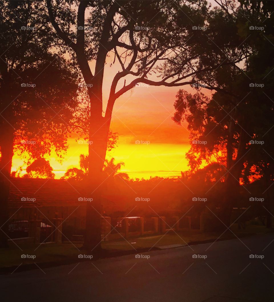 Sunrise on the suburban streets with gum trees
