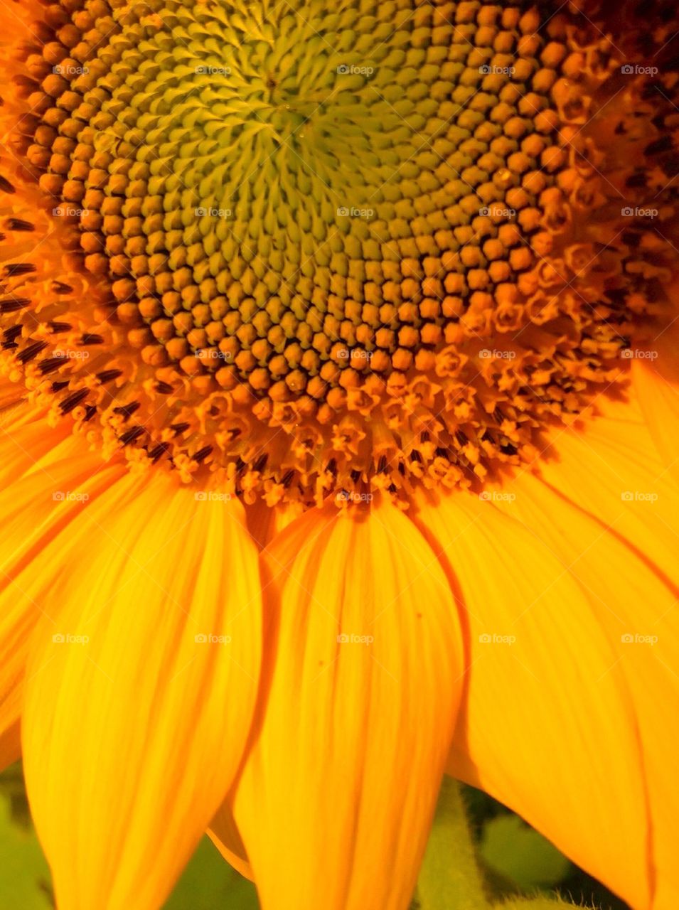 Sunflower background