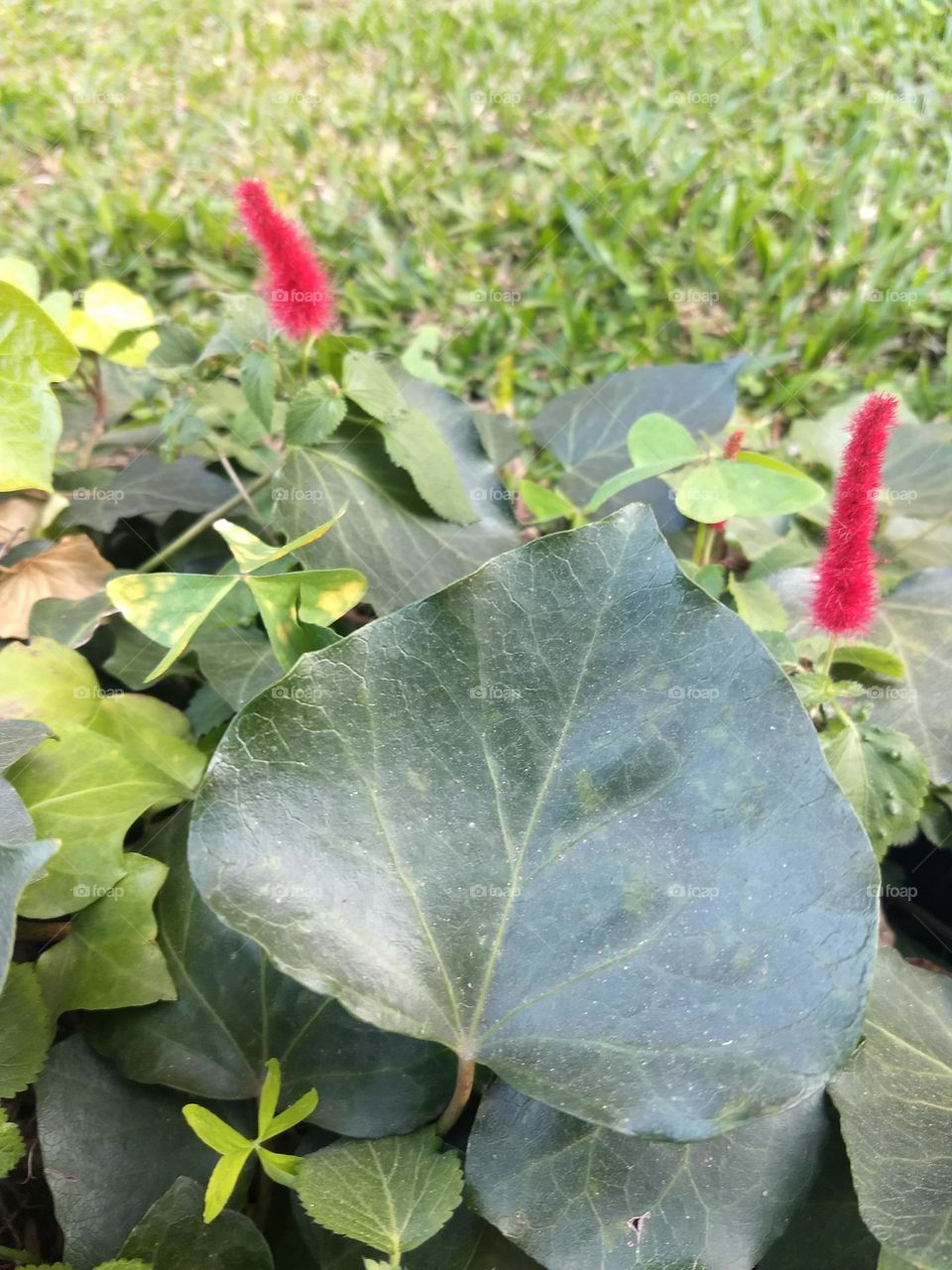 leaves, red flowers and autumn light