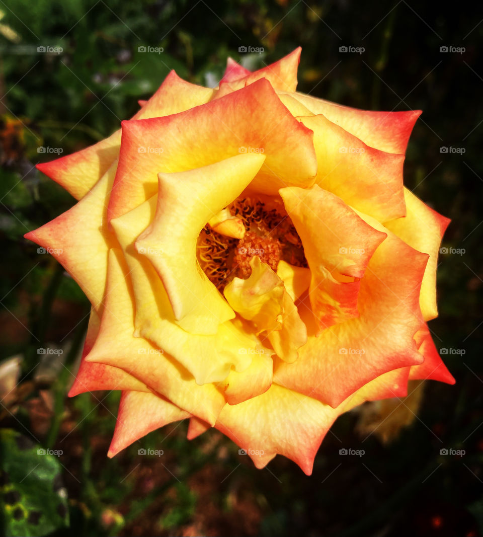 🌹 🇺🇸 Very beautiful flowers to brighten our day.  Live nature and its beauty. Did you like the delicate petals? / 🇧🇷 Flores muito bonitas para alegrar nosso dia. Viva a natureza e sua beleza. Gostaram das pétalas delicadas? 